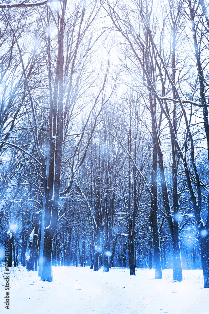 Naklejka premium Winter forest nature snowy background.