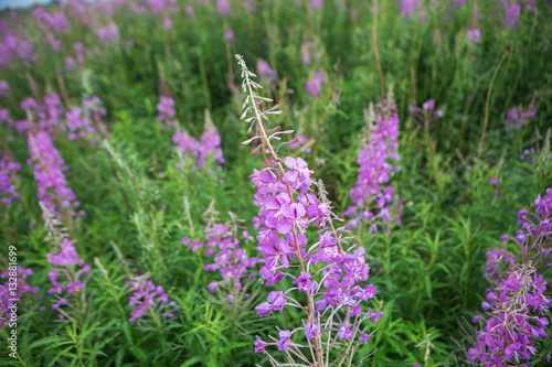 field with fireweed