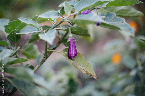 Aubergine plant with aubergine