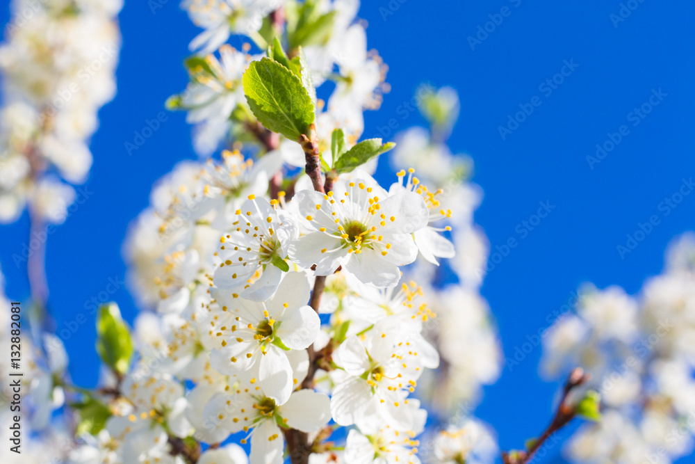 Blossoms over blurred nature background.