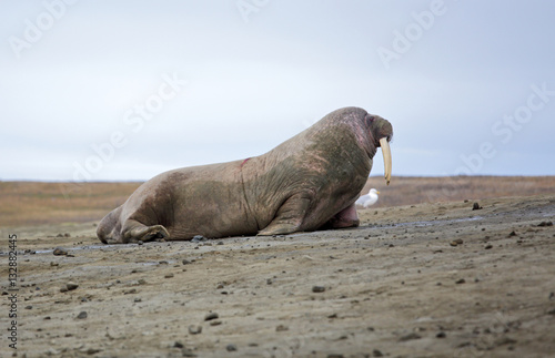Walrus haul-out