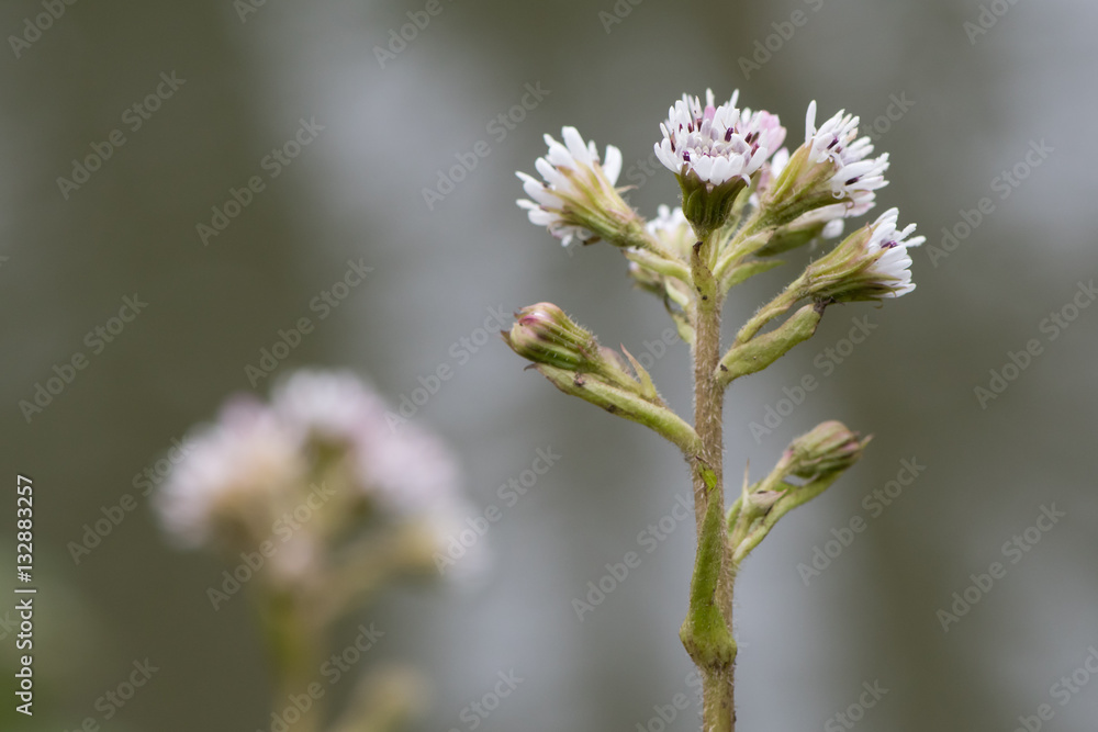 Winter heliotrope (Petasites fragrans) in flower. A female invasive plant, with scented pinkish white flowers, in the daisy family (Asteraceae) Winter heliotrope (Petasites fragrans) in flower. A female invasive plant, with scented pinkish white flowers, in the daisy family (Asteraceae)