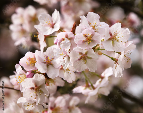 Pink Cherry Blossoms Flowers Spring in Washington