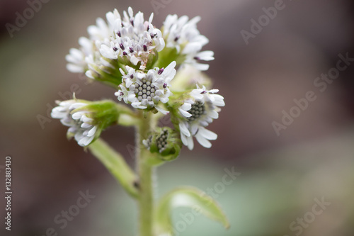 Fototapeta Naklejka Na Ścianę i Meble -  Winter heliotrope (Petasites fragrans) flower head. A female invasive plant, with scented pinkish white flowers, in the daisy family (Asteraceae)