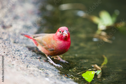 a finch looking at the camera photo