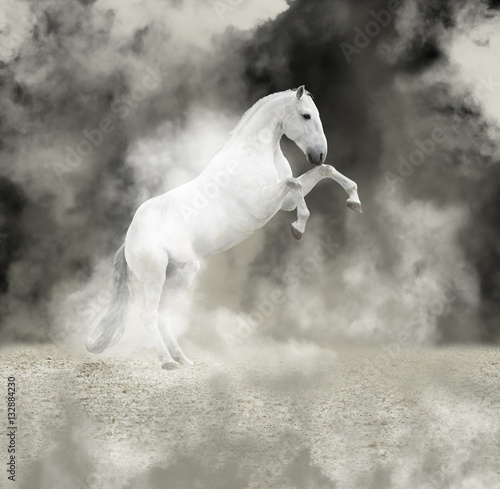 Fototapeta Naklejka Na Ścianę i Meble -  White reared horse in the light smoke on dark background