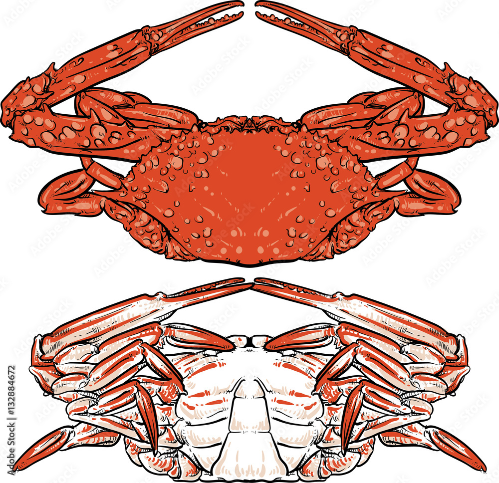 Hand drawn seafood illustration. Crab claw. Crab drawing on whit Stock