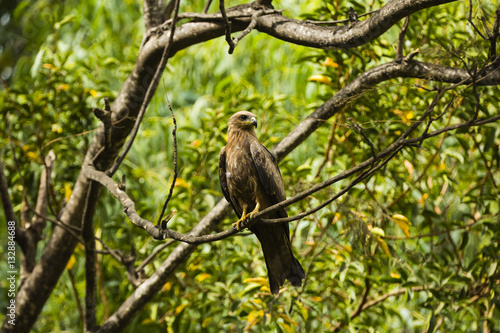 a kite in a tree