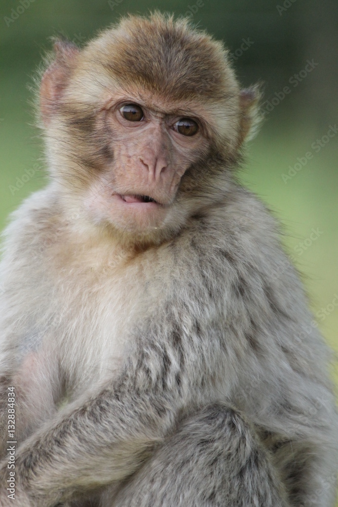 Monkey Monkey