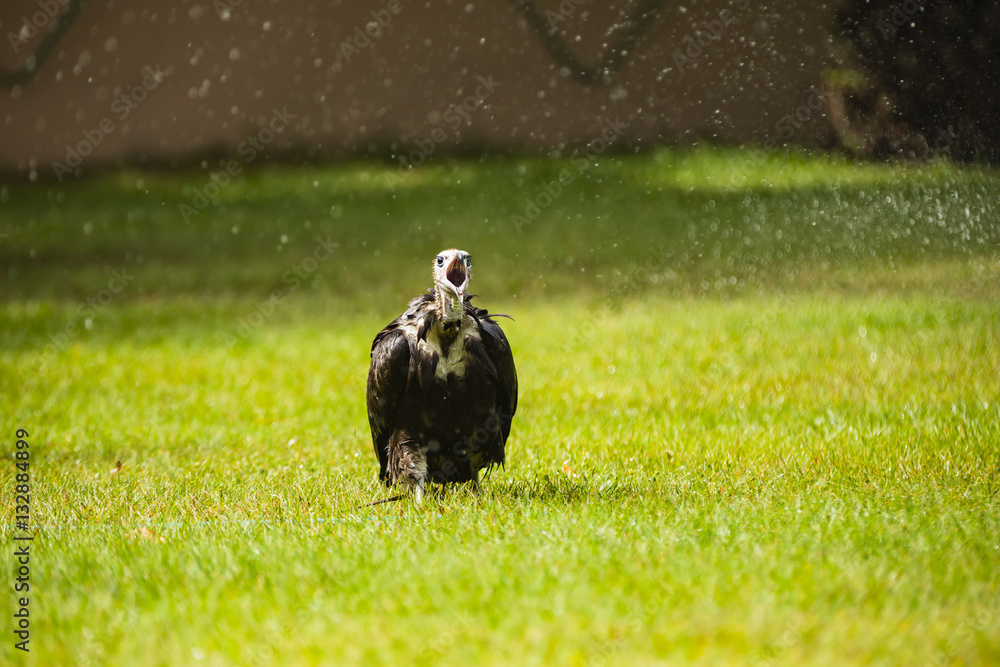 vulture catching water drops