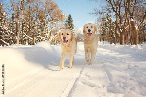 Two golden retrivers on a winter walk in the city park