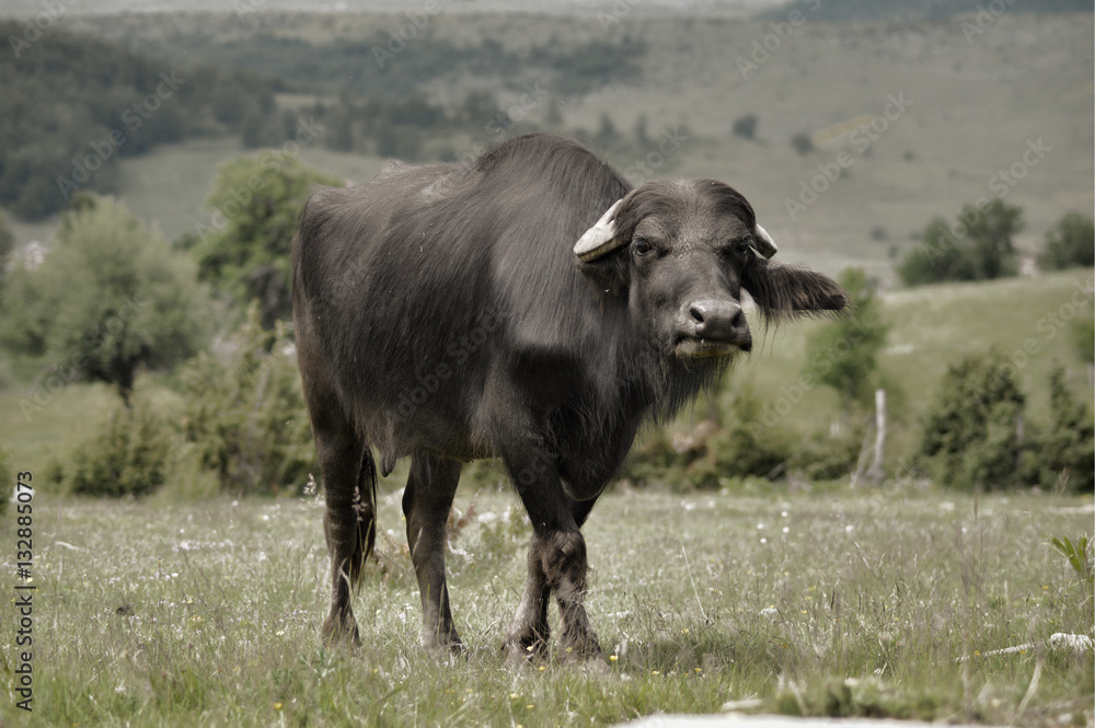 buffalo buffalo
