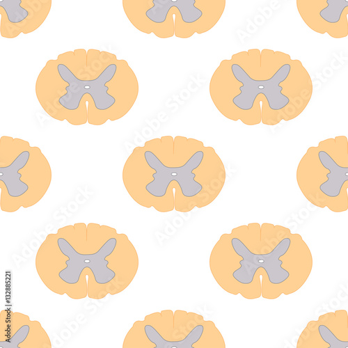 seamless pattern of spinal cord sections and neurons, scientific background