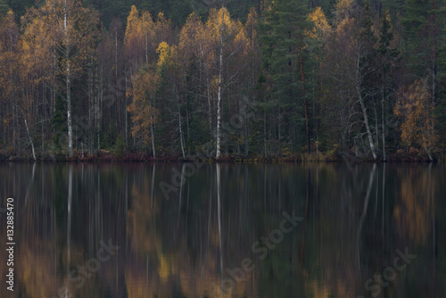 trees reflection