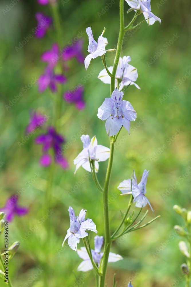Beautiful spring flowers in the garden Beautiful spring flowers in the garden