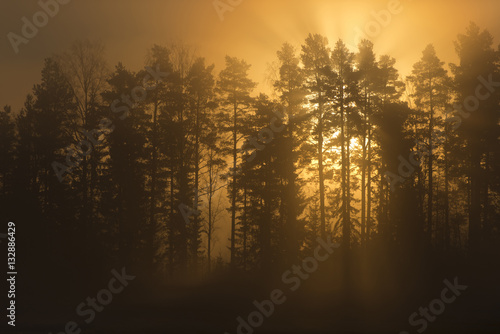 sunrise trees