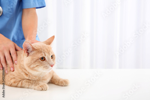 Young veterinarian examining cat in clinic