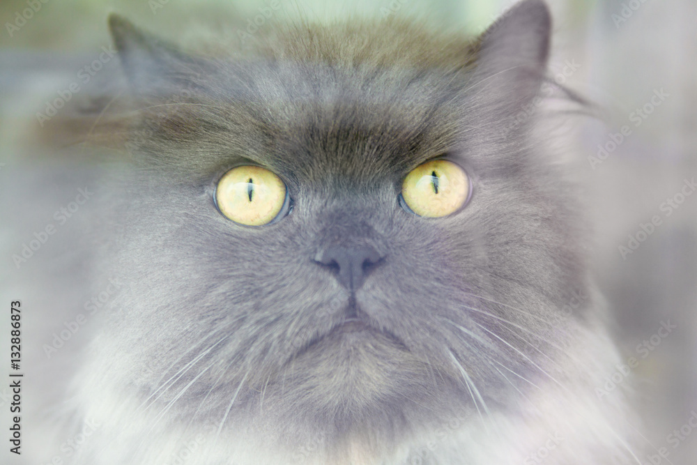 Fototapeta premium gloomy gray cat behind the window