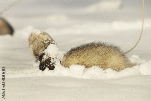 Ferret on leash posing and enjoying snow and winter time in park