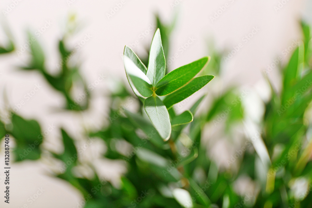 Green eucalyptus branch, closeup