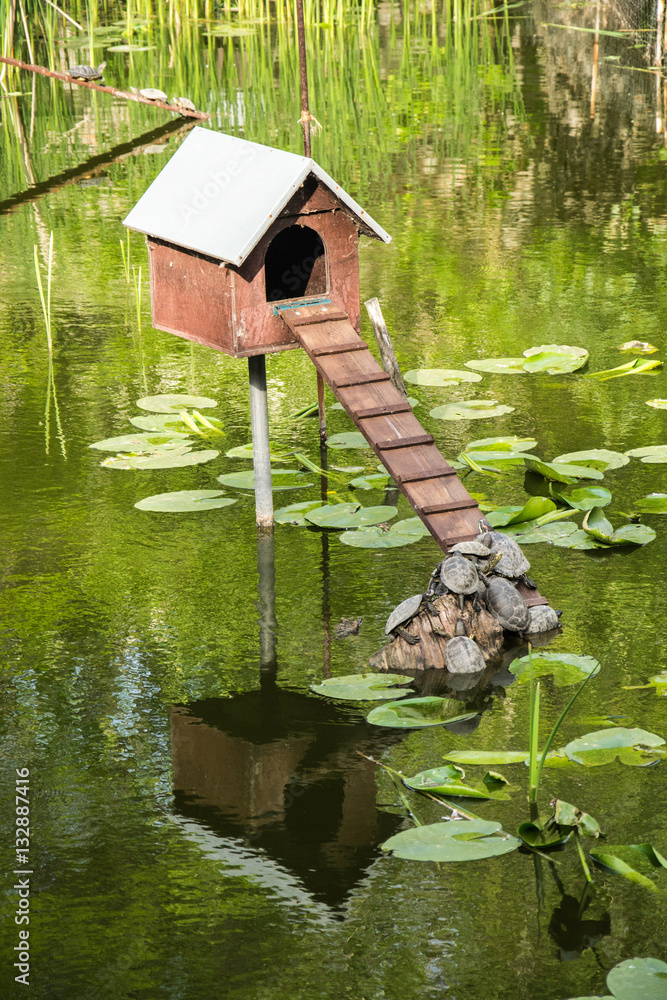 Naklejka premium Turtles 