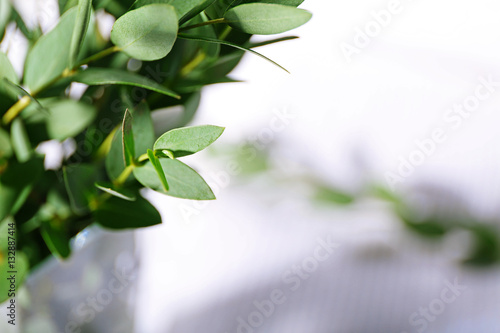 Green eucalyptus branch, closeup