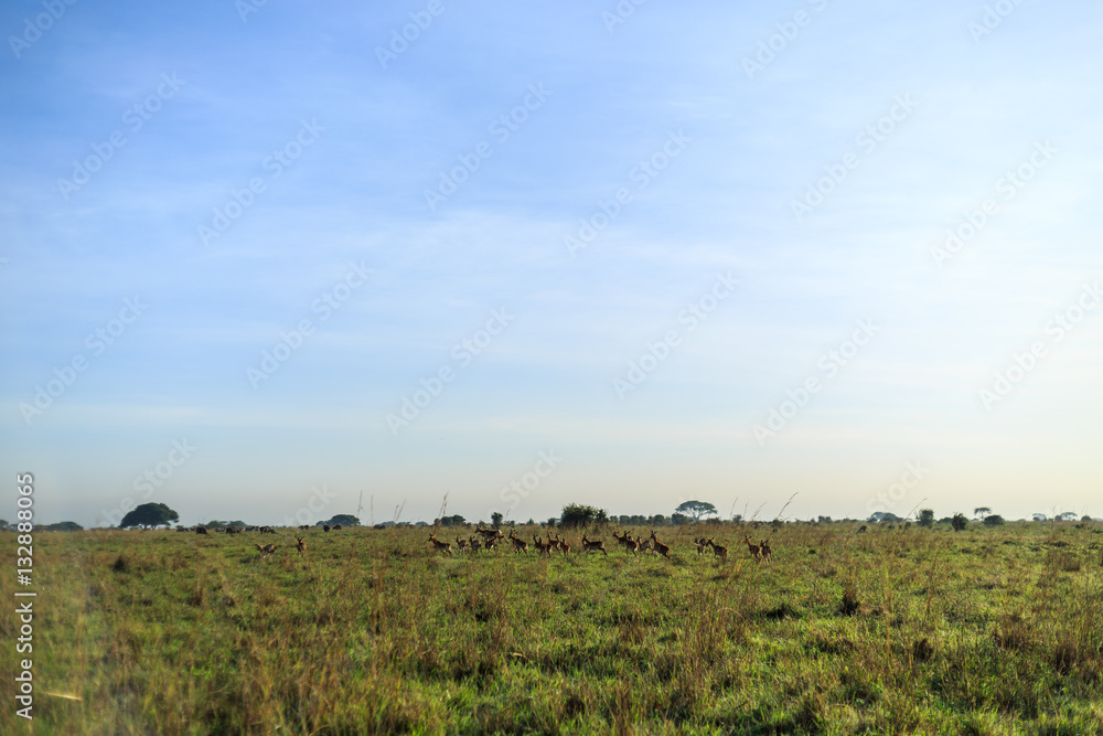Savannah landscape with a herd of antelope