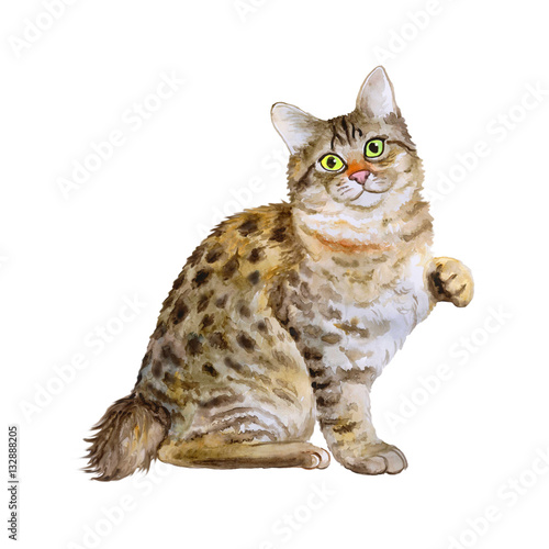 Fotografie Watercolor portrait of American Bobtail short tail cat isolated on white background
