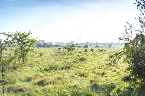 Savannah landscape with some zebras grazing