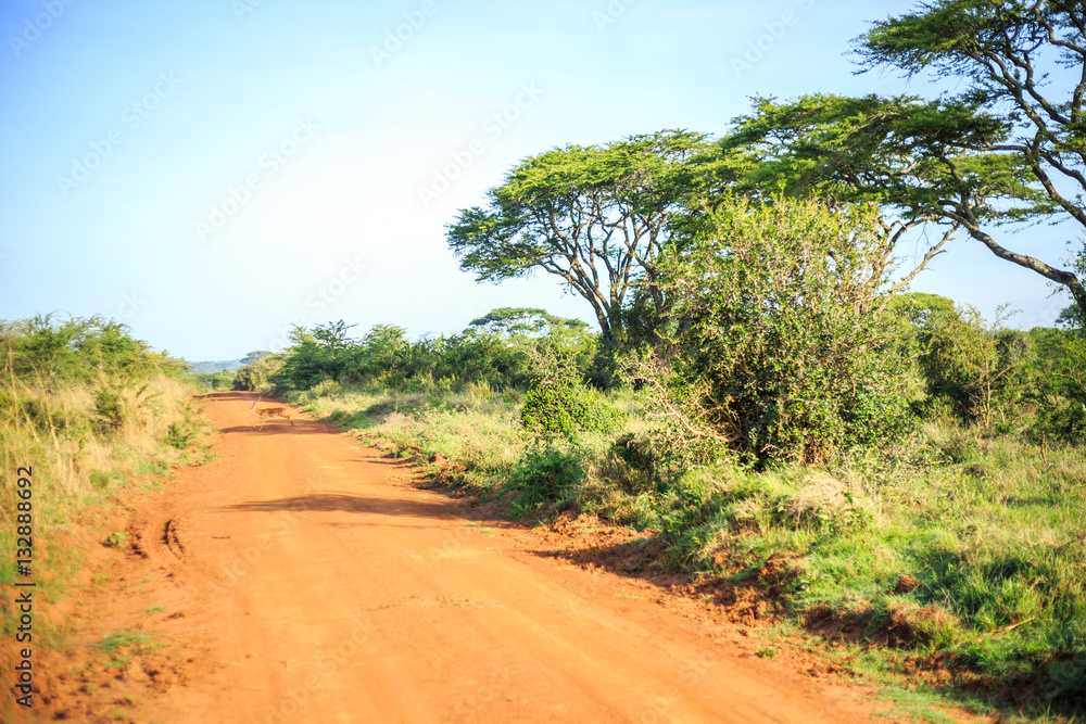 Impala antelope crossing an african dirt, red road through savan Impala antelope crossing an african dirt, red road through savan