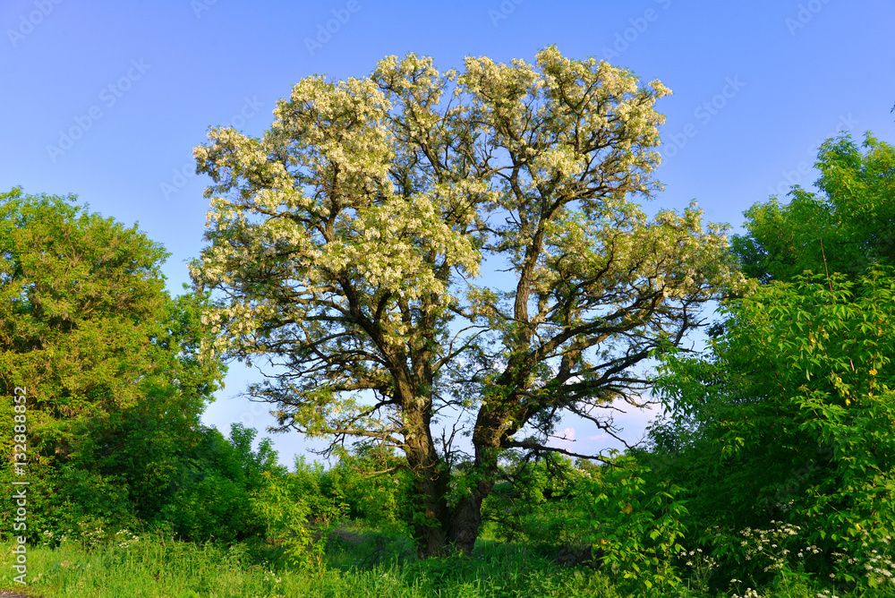 Beautiful flowering acacia trees in the spring against the blue