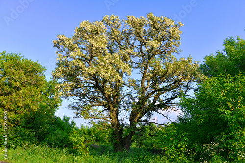 Beautiful flowering acacia trees in the spring against the blue