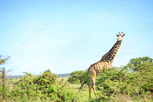 Giraffe in Nairobi National Park, Kenya