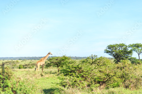 Giraffe in Nairobi National Park, Kenya © eunikas