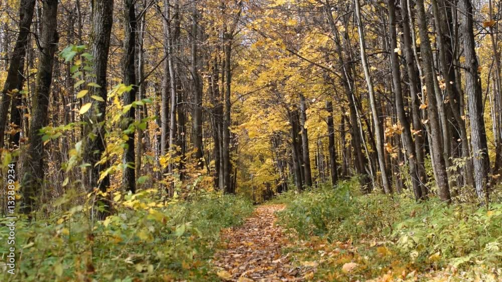 Autumn forest. Beautiful gold fall in forest.