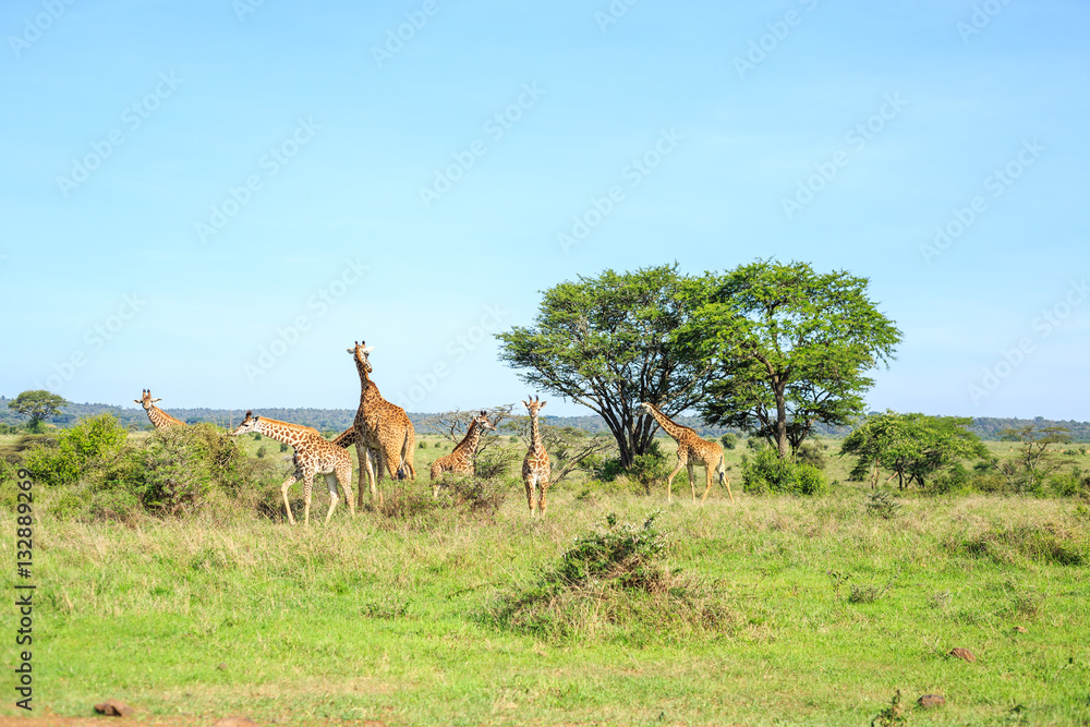 Family of giraffes in Nairobi National Park, Kenya Family of giraffes in Nairobi National Park, Kenya