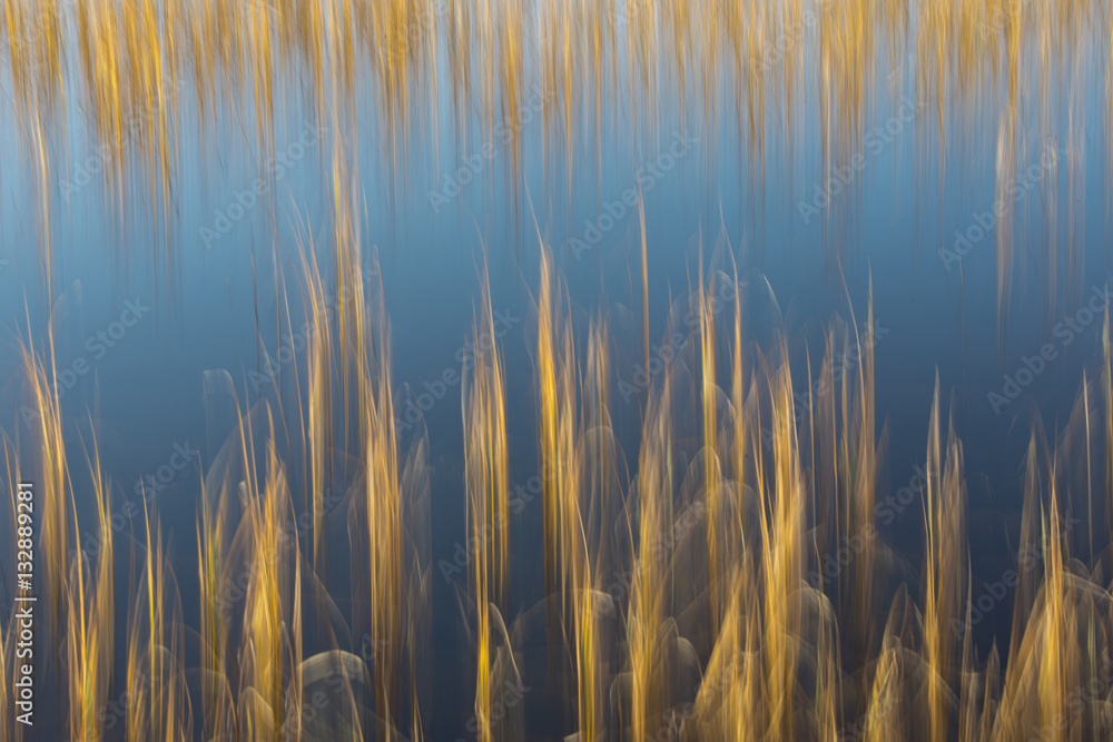 Fototapeta premium reeds in water
