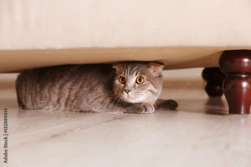 Naklejka premium Cute funny cat hiding under furniture at home