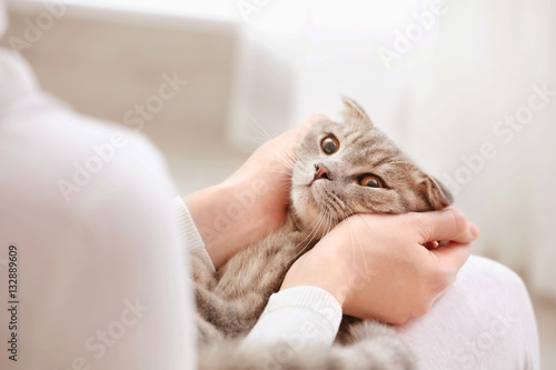 Cute cat with owner at home, closeup