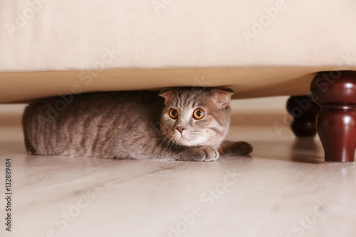 Fototapeta Naklejka Na Ścianę i Meble -  Cute funny cat hiding under furniture at home