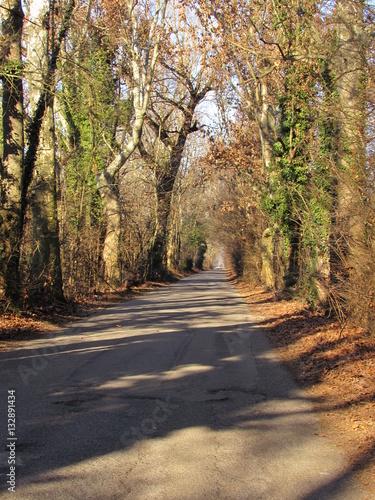Strada nel bosco in versione invernale