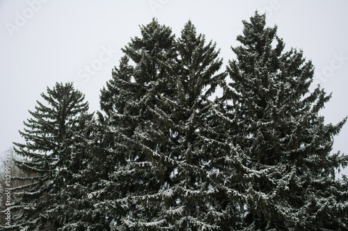 Pine trees under snow © yurich84