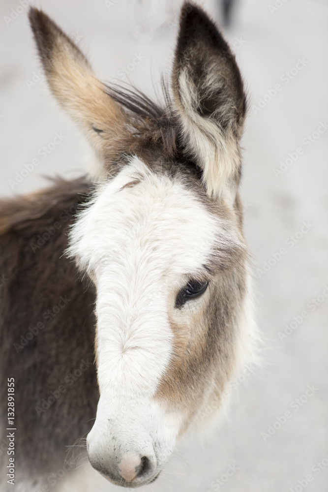 Wild donkey is in a small town. Portrait of animal close-up. 
