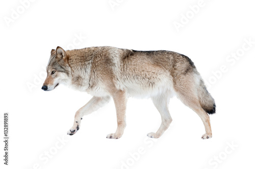 wolf isolated over a white background © Mari_art