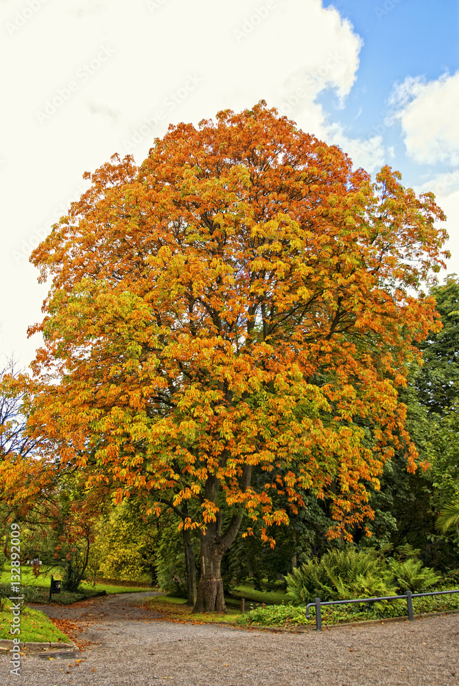 Naklejka premium Baum Herbst
