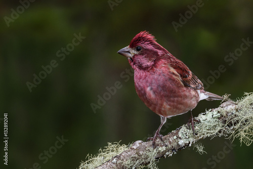 Purple Finch (Haemorhous purpureus)