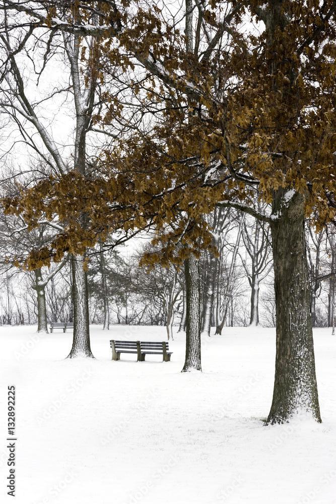 Park bench under snow covered trees with orange autumn leaves on