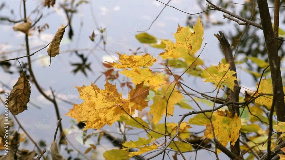 Yellow leaves on a background of a forest lake. Yellow leaves on a background of a forest lake.