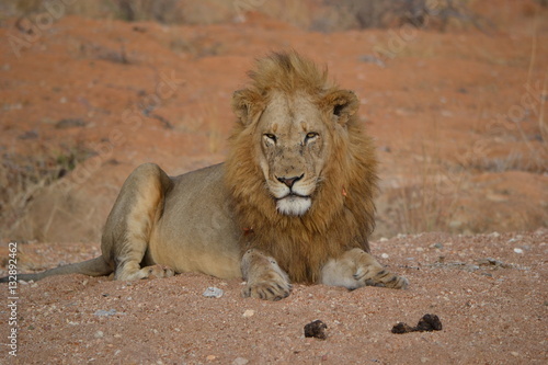 Löwe im Krüger National Park
