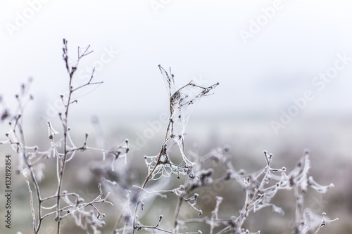 Frozen spiderwebs on a winter nature scene